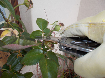 Pruning South African Plants