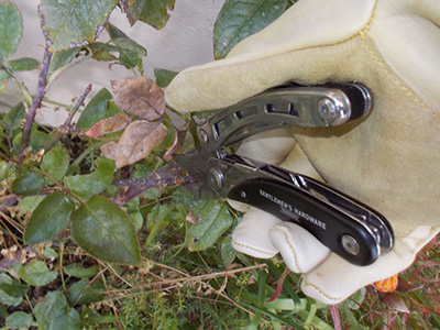 Pruning South African Plants