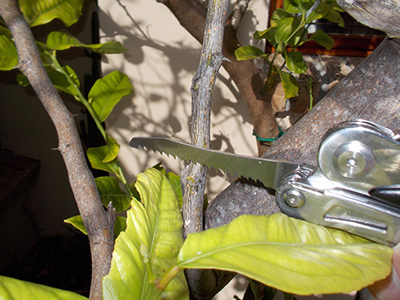 Pruning South African Plants