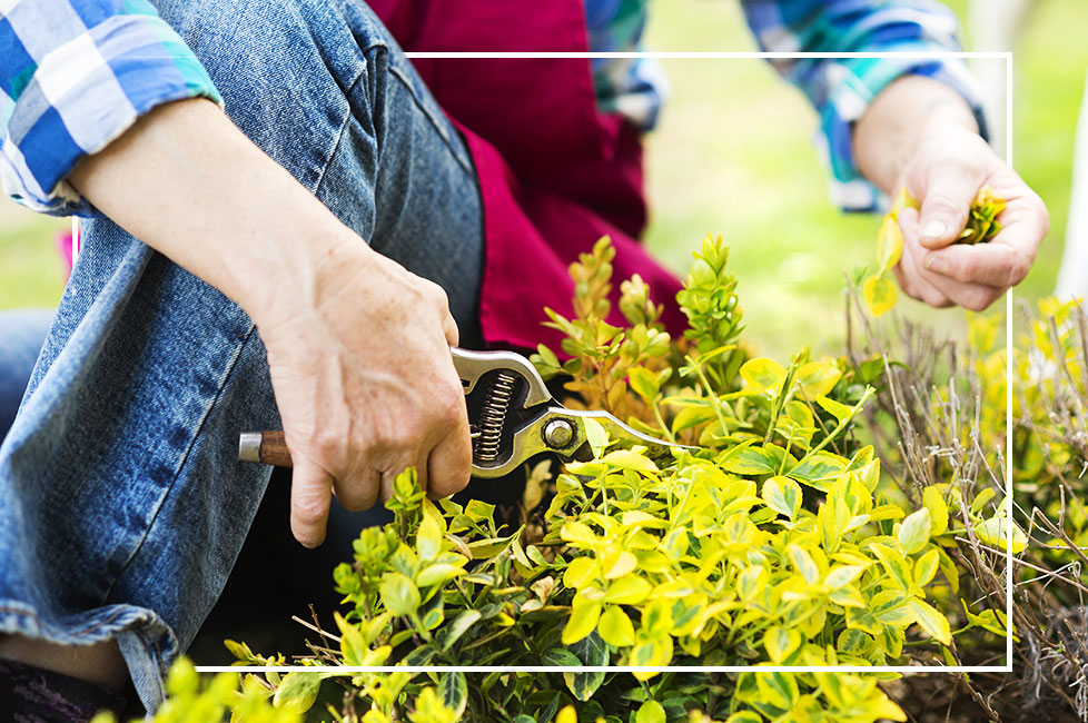 Pruning With Mica